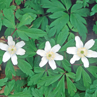 Wood Anemones (Anemone nemorosa) provide a carpet of green and white