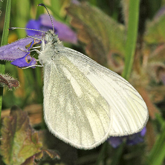 Wood Whites (Leptidea sinapis) have declined dramatically