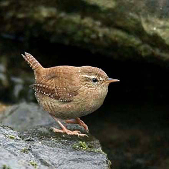 Wrens (Troglodytes troglodytes) are often found close to water