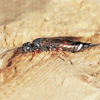 Wood Wasp Xiphydria prolongata