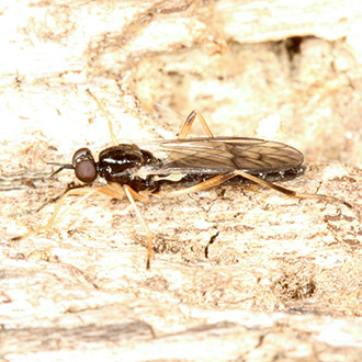 Male Common Awl-fly (Xylophagus ater)