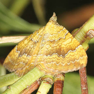 Yellow Shells (Camptogramma bilineata) are day-flying moths but usually stay well concealed
