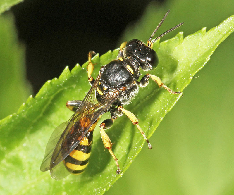 The scarce digger wasp Crossocerus dimidiatus
