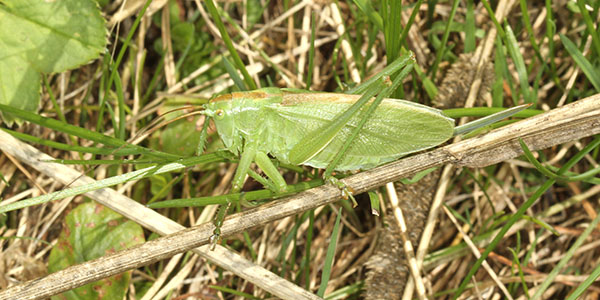 Female Great Green Bush-cricket (Tettigonia viridissima)
