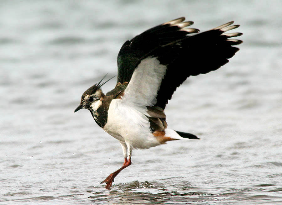 Lapwing (Vanellus vanellus)
