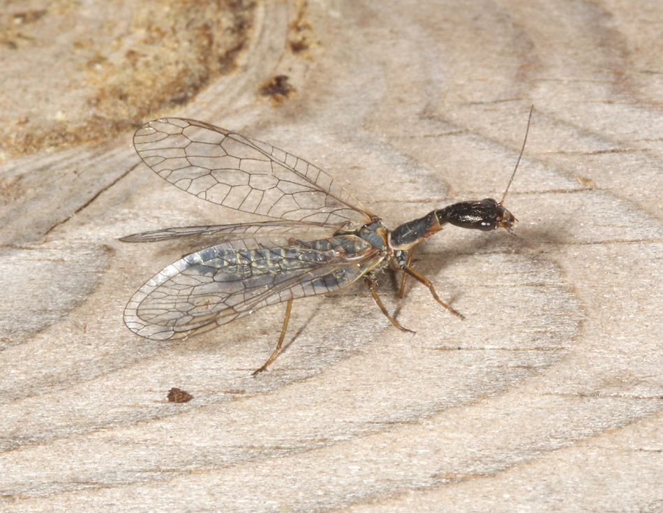 This Scarce Snakefly (Subilla confinis), which has fewer than 100 records nationally, appeared in my garden in May 2026