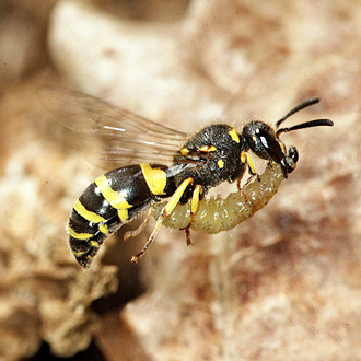 Ancistrocerus nigricornis heading for her nest in the bee box with a micromoth caterpillar