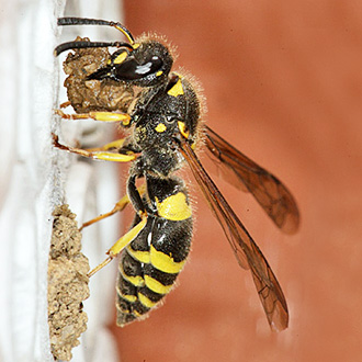 Closing the nest is a laborious and time-consuming process