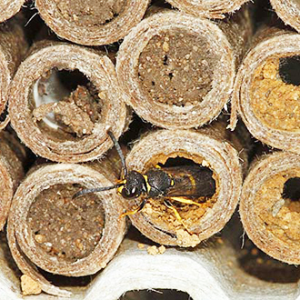 Ancistrocerus nigricornis emerging in July 2011 from one of six nests two females completed in the spring