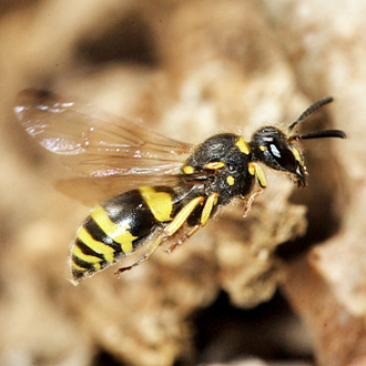 Female Ancistrocerus nigricornis overwinter as adults