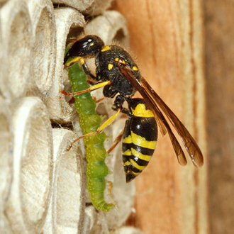 This prey was longer than the wasp