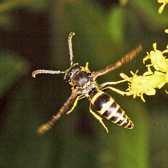 Male Ancistrocerus nigricornis are usually seen in late summer
