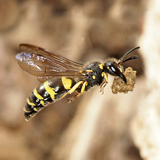 Ancistrocerus nigricornius makes its cell partitions of earth moistened with saliva