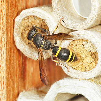 Female Ancistrocerus trifasciatus sealing one of four nests she completed