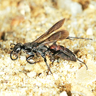 The nationally scarce spider-hunting wasp Aporus unicolor, showing the well-developed fore-femur