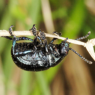 The Bloody-nosed Beetle (Timarcha tenebricosa) is our largest leaf beetle