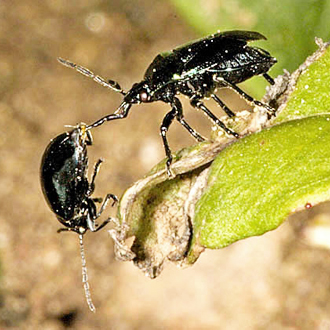Blue Shieldbug grasping a flea-beetle as prey