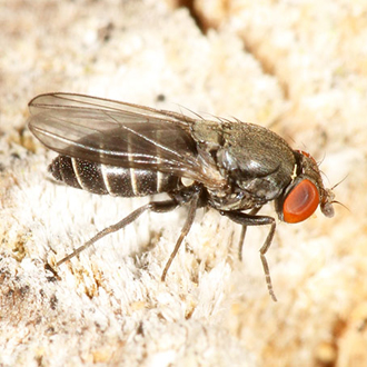 Cacoxenus indagator flies can emerge from Osmia bicornis nests in large numbers