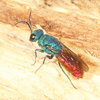The parasitic ruby-tail wasp Chrysis terminata uses Ancistrocerus nigricornis as a host
