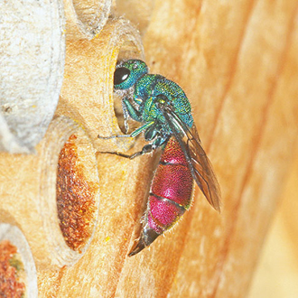 Female Chrysura radians entering Osmia leaiana nest with ovipositor extended
