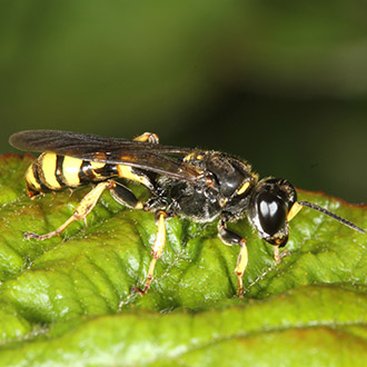 Crossocerus dimidiatus is nationally scarce
