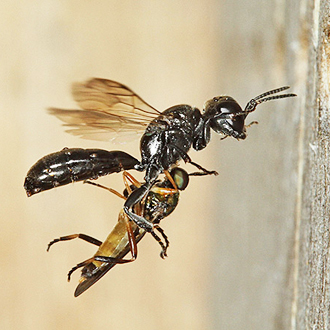 Crossocerus megacephalus female with Soldierfly approaching her nest in a Beech block