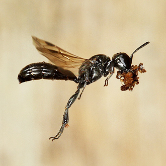 Crossocerus megacephalus use wood shavings to seal cells
