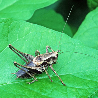 Male Dark Bush-cricket (Pholidoptera griseoaptera)
