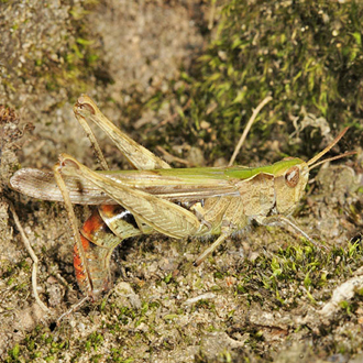 Female Field Grasshopper egg-laying in decayed log