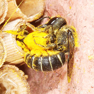 Two female Heriades truncorum in dispute at a burrow, a possible result of so many nesting in a small area