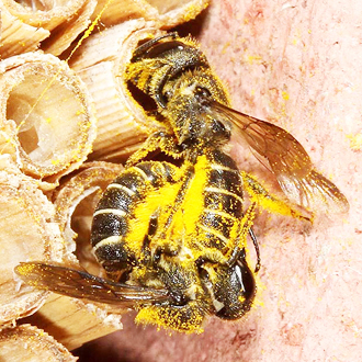 The scrap continued for a couple of minutes