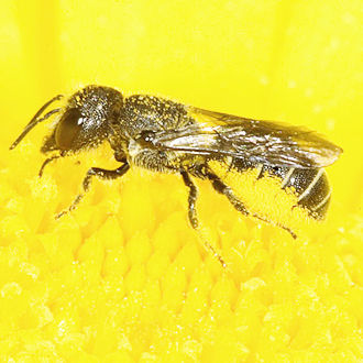 Heriades truncorum foraging on a garden flower from the Asteraceae family