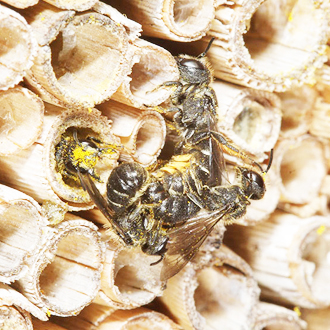 A pair of Heriades truncorum mating with the unwanted attention of another male while another female looks on