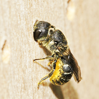 This test for a nest site was doomed since the diameter of the hole was only 2mm