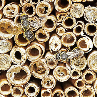 A case of crowding, with nine completed nests in the image and two more underway