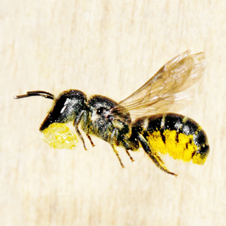 Carrying a ball of resin for use in making cell partitions and closing the nest