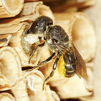 This Heriades truncorum required 11 loads of resin to close her nest
