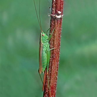 The Long-winged Conehead (Conocephalus discolor) has undergone a rapid expansion