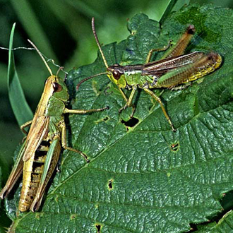Male Meadow Grasshopper (Chorthippus parallelus) stridulating with female (left)