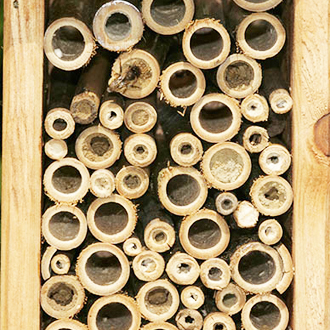 Unfortunately birds got at a high proportion of the completed Osmia bicornis nests in 2011