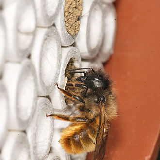 Osmia bicornis sealing one of her nests with mud