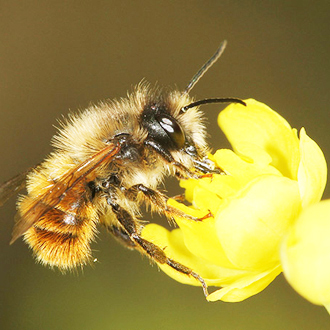 Male Osmia bicornis can emerge several weeks before females, as with this one in 2012