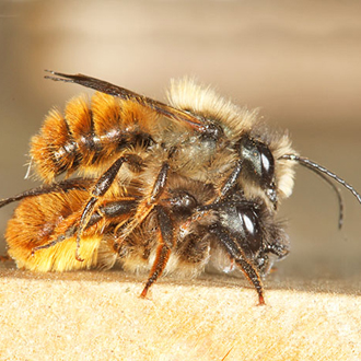 Mating by a freshly-emerged pair of Red Mason Bees