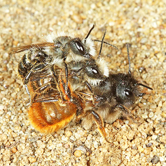Male Red Mason Bees harry females mercilessly trying to pair with them