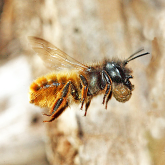 As with Ancistrocerus nigricornis, mud is used to make cell partitions