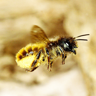Osmia bicornis flying towards the bee box with pollen