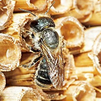 Blue Carpenter Bees (Osmia caerulescens) took advantage of the boxes for the first time in 2011