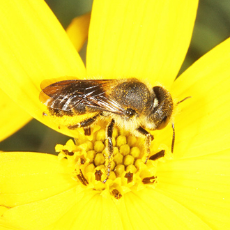Osmia leaiana tend to prefer yellow Aster flowers for gathering pollen