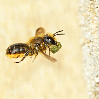 Osmia leaiana close their cells and nests with masticated leaves