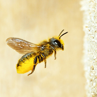 Osmia leaiana flying back to her nest in a cut log with pollen